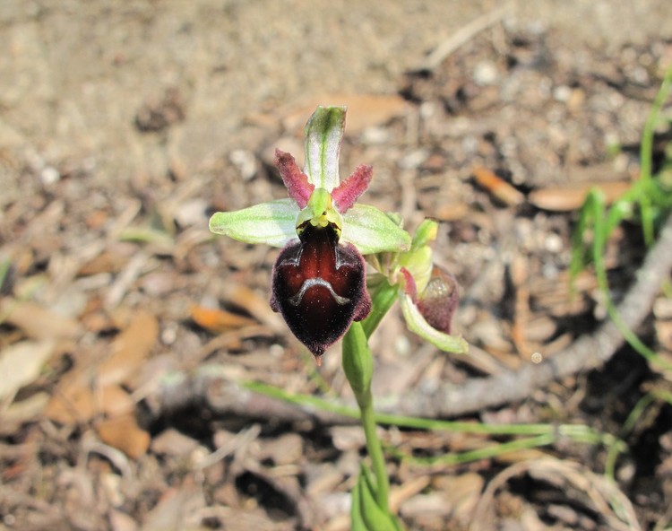 Ophrys exaltata